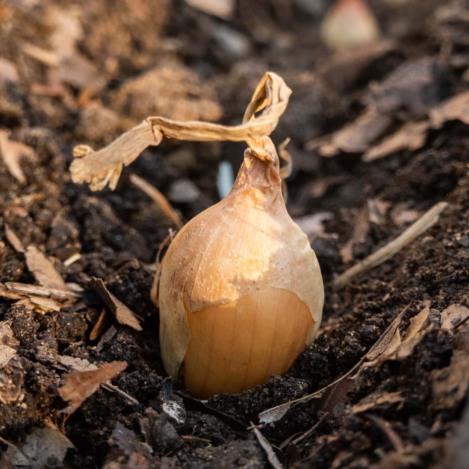 Grow Big Onions: Essential Tips for Planting Quality Sets